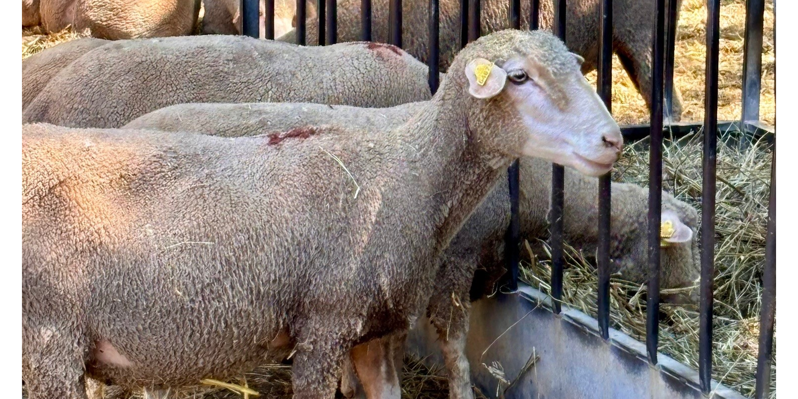 Photo de moutons dans un enclos, broutant dans une mangeoire. 